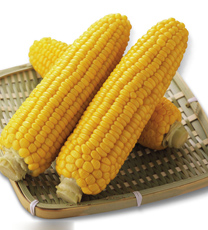 夏玉米缺素与对症施肥