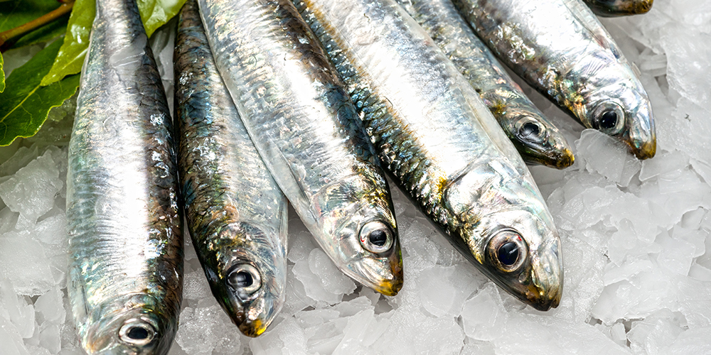 沙丁魚(yú)