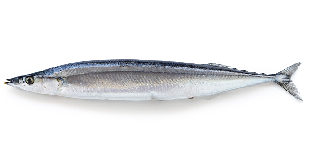 秋刀魚