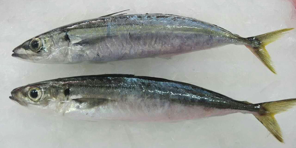 長(zhǎng)體圓鲹