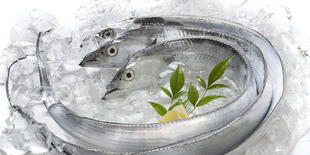 帶魚