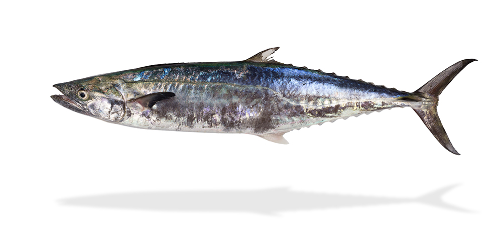 馬鮫魚