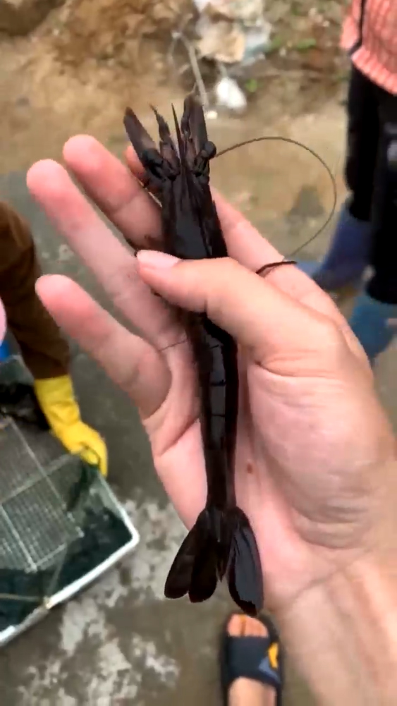 金刚虾视频