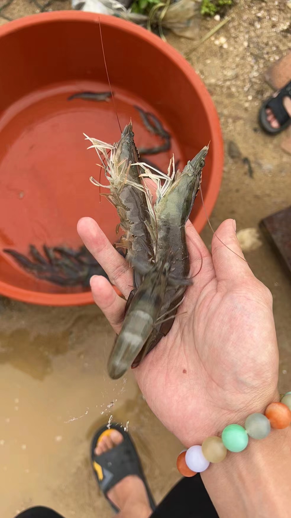 南美白对虾