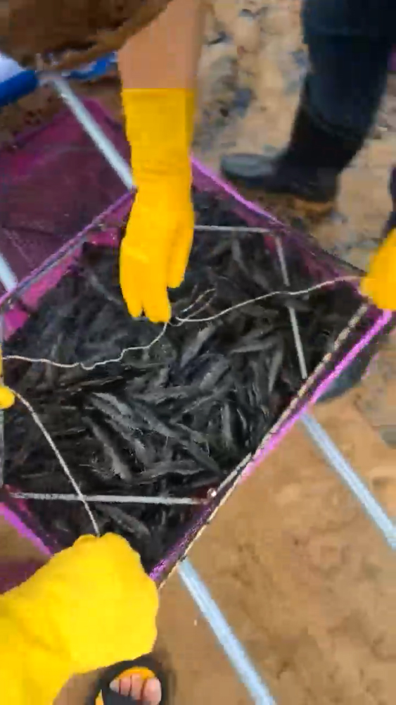 金刚虾视频