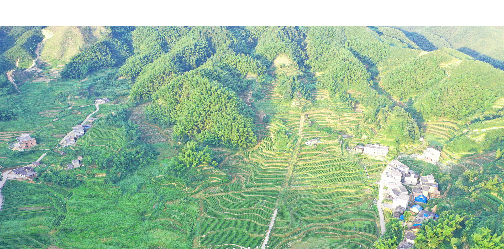 中国风茶