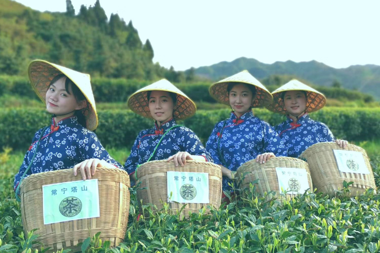 茶园风光01