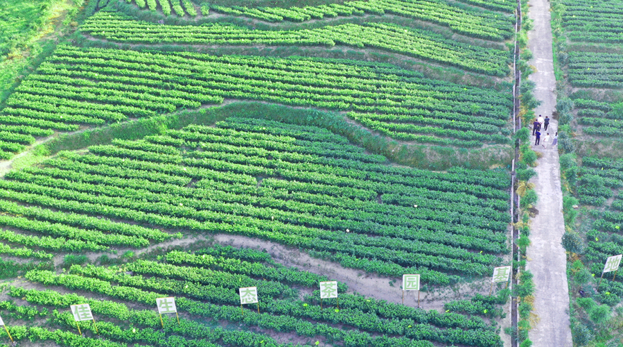 茶园风光09