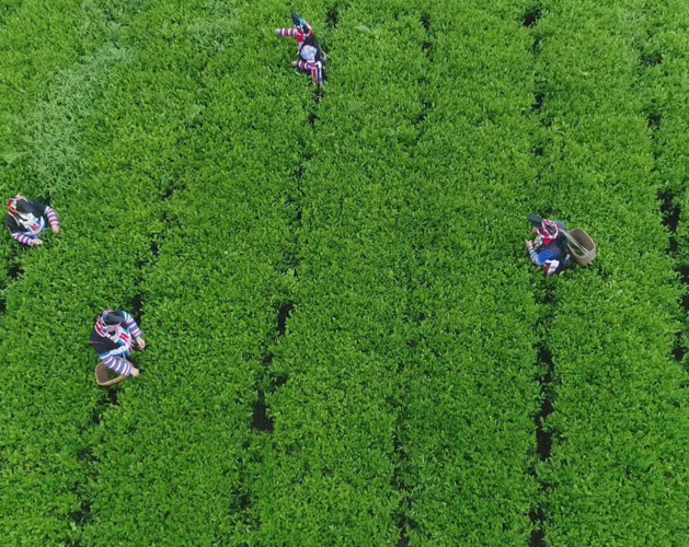 茶园风光02