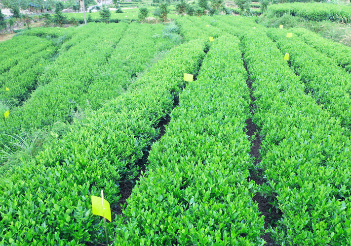 茶园风光04