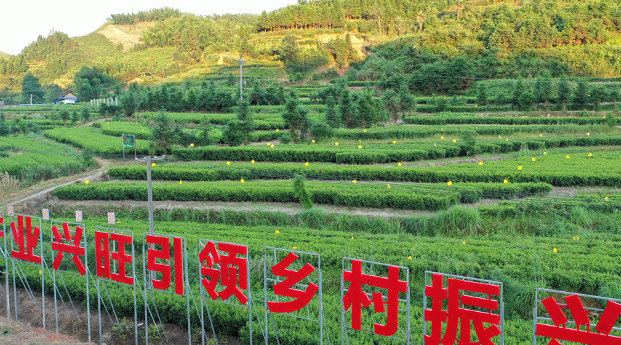 茶园风光05