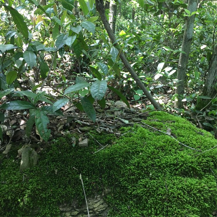 论安化“荒山 野生茶”