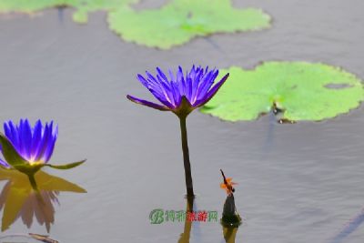 黄河走廊水利风景区