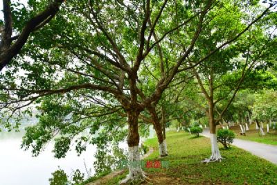 禹州森林植物园