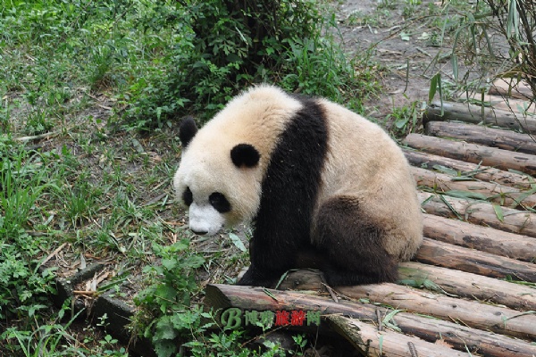 大熊猫繁育研究基地