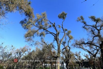 黄柏山国家森林公园