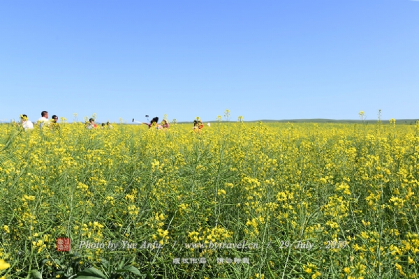 门源百里油菜花海景区