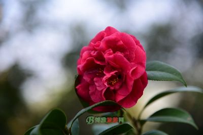 大武口新区人民公园