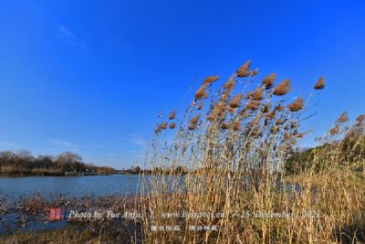 莒县沭河湿地公园