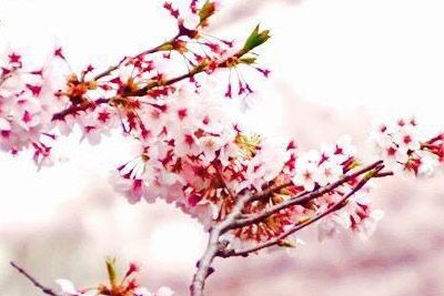扶沟县樱花园