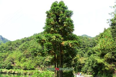 梓潼文昌帝君庙