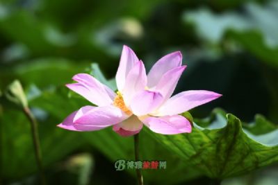 世界荷花博览园