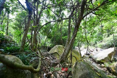 卧牛山森林公园