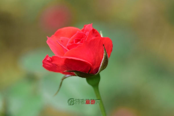 玫瑰小镇
