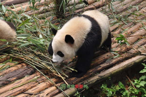 大熊猫繁育研究基地
