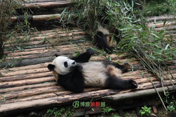 大熊猫繁育研究基地
