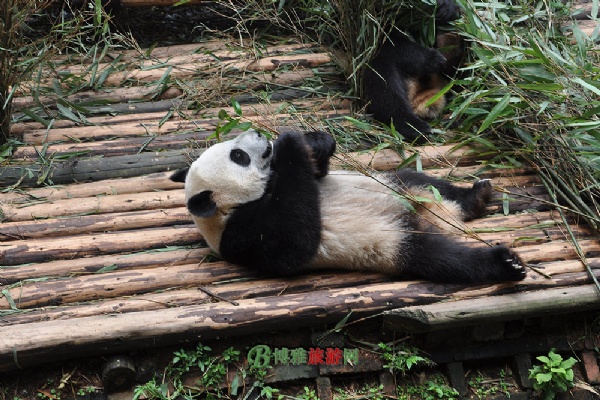 大熊猫繁育研究基地