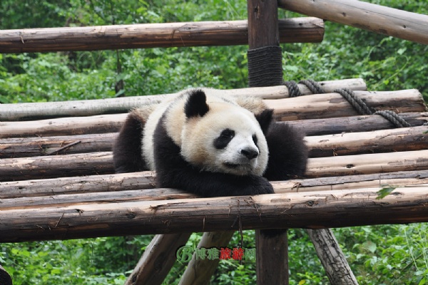 大熊猫繁育研究基地