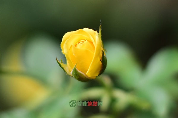 蔚然花海