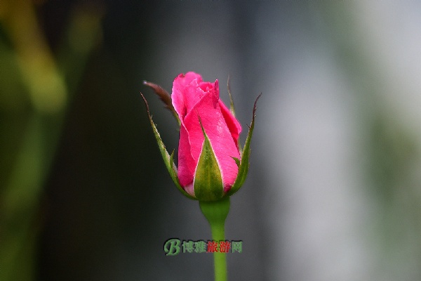 蔚然花海