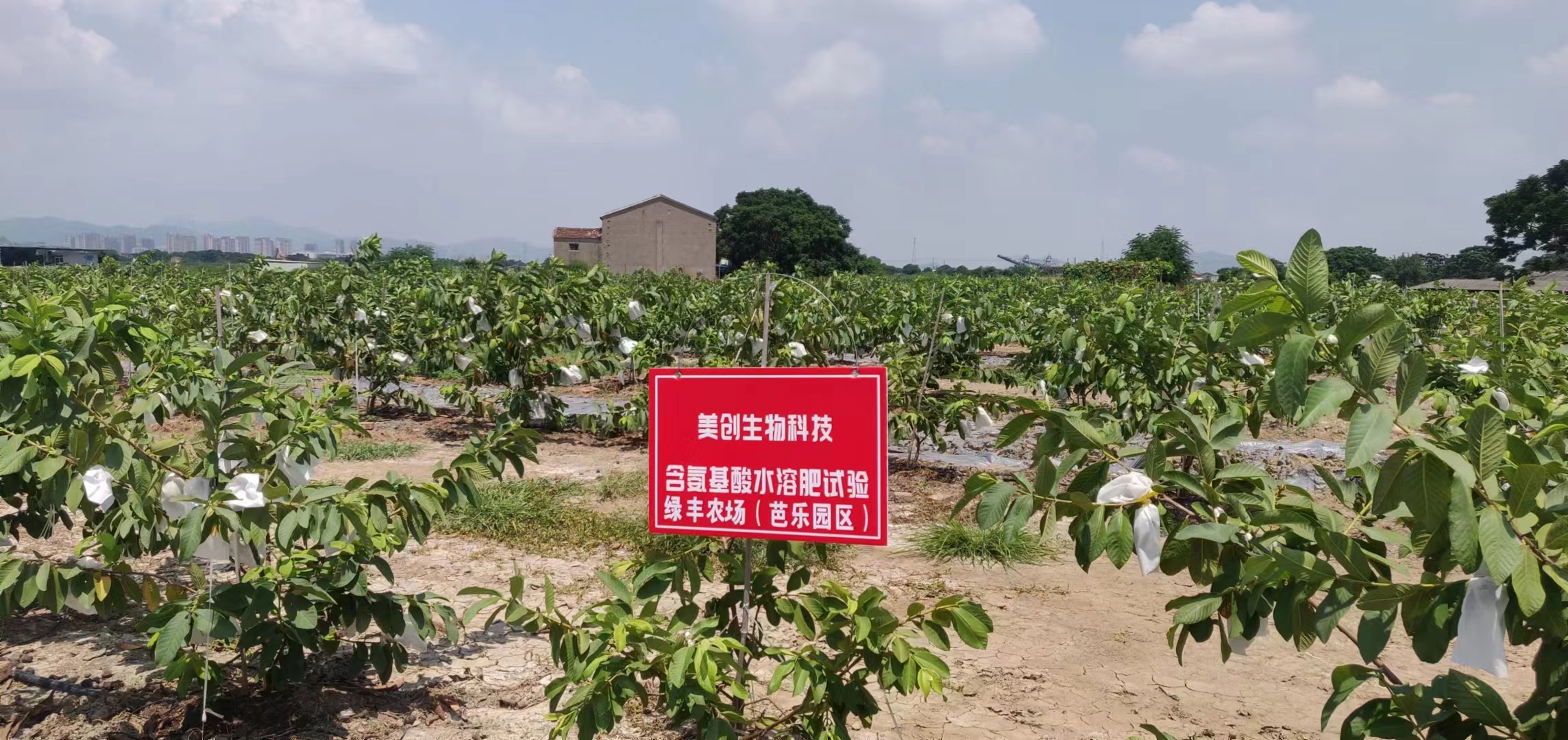 含氨基酸水溶肥试验（芭乐园区）