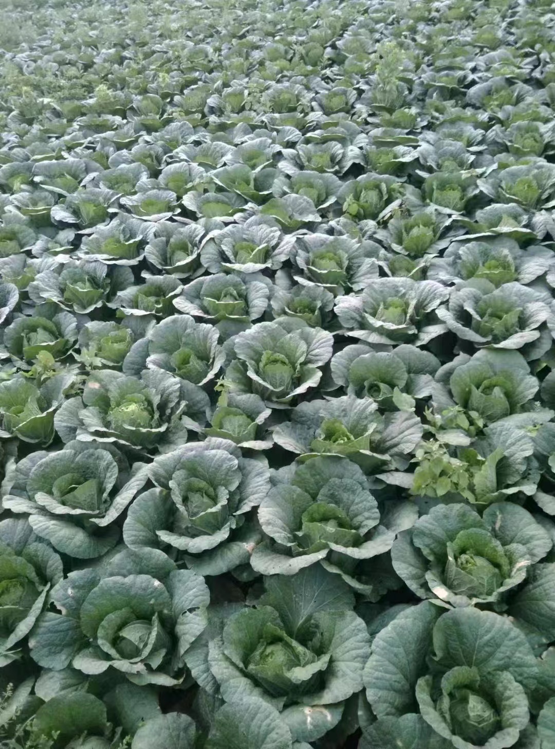 漳浦包菜示范基地