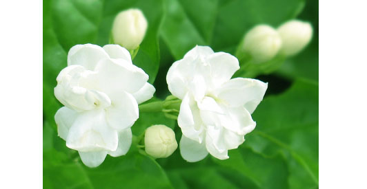 横县茉莉花