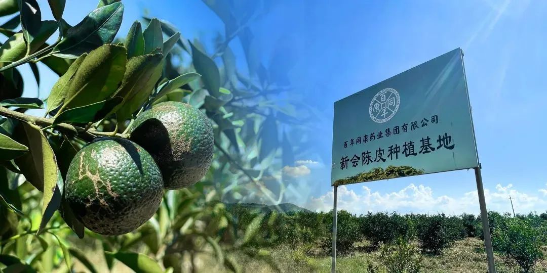 走近新会——“中国陈皮之乡”