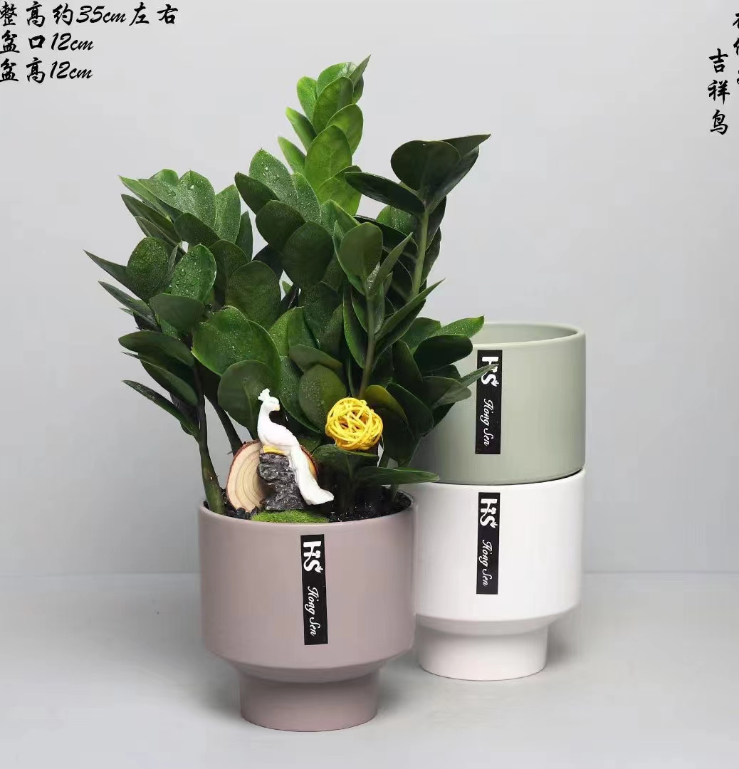 金钱树的寓意