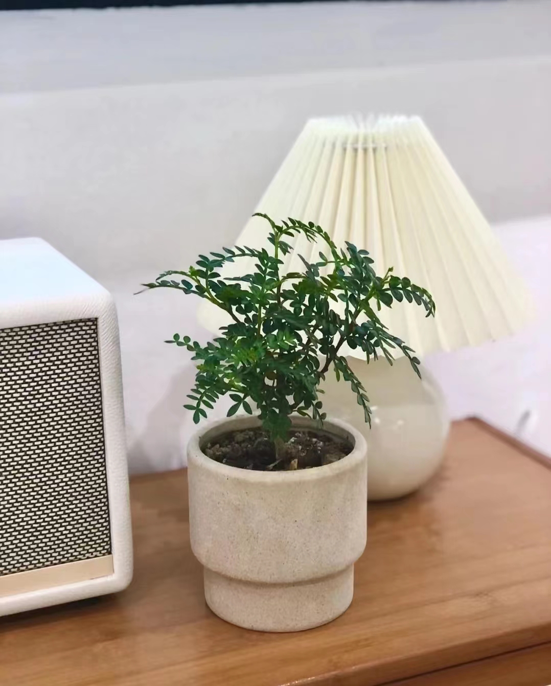 清香木