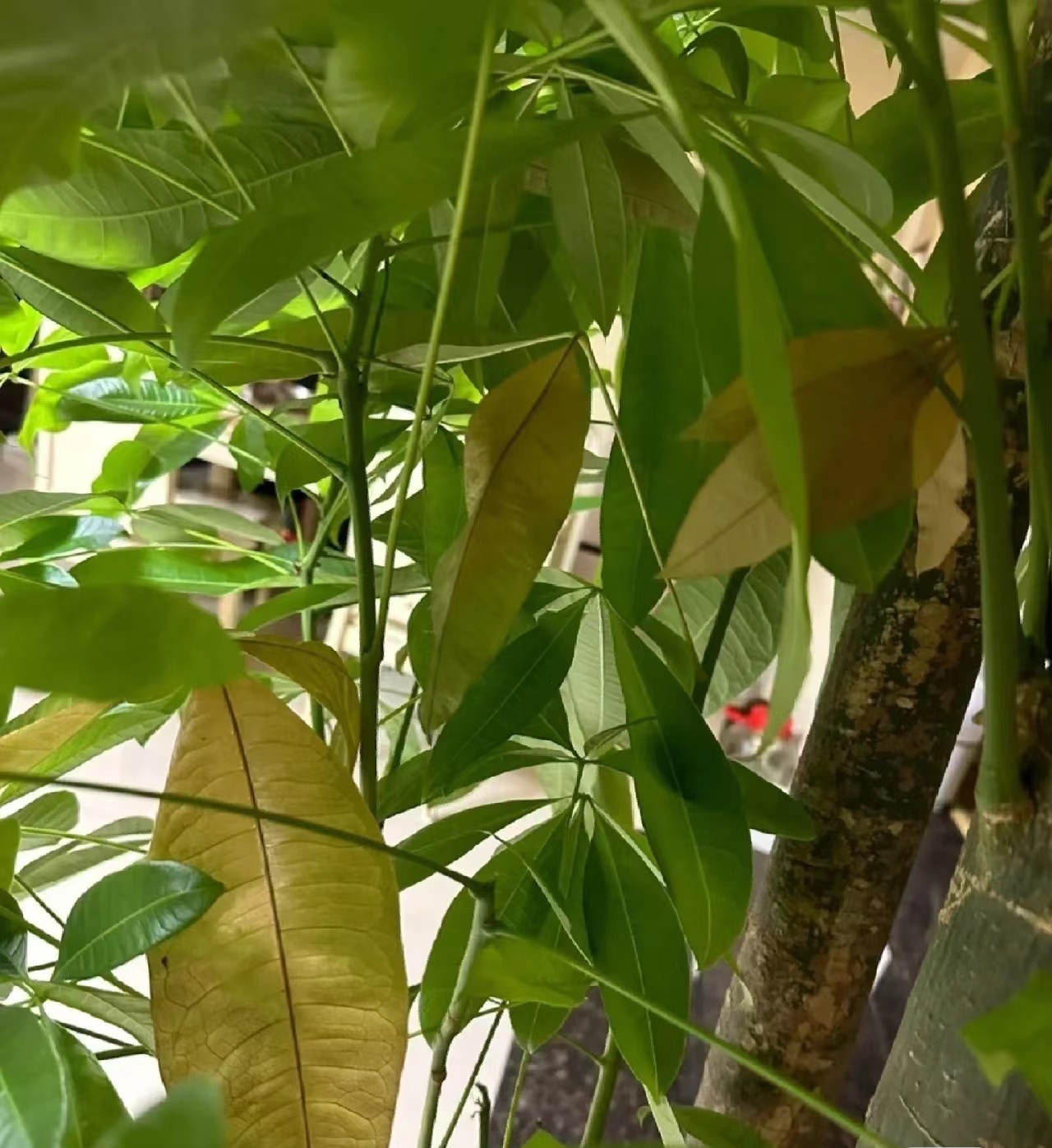 发财树 冬季养护方法