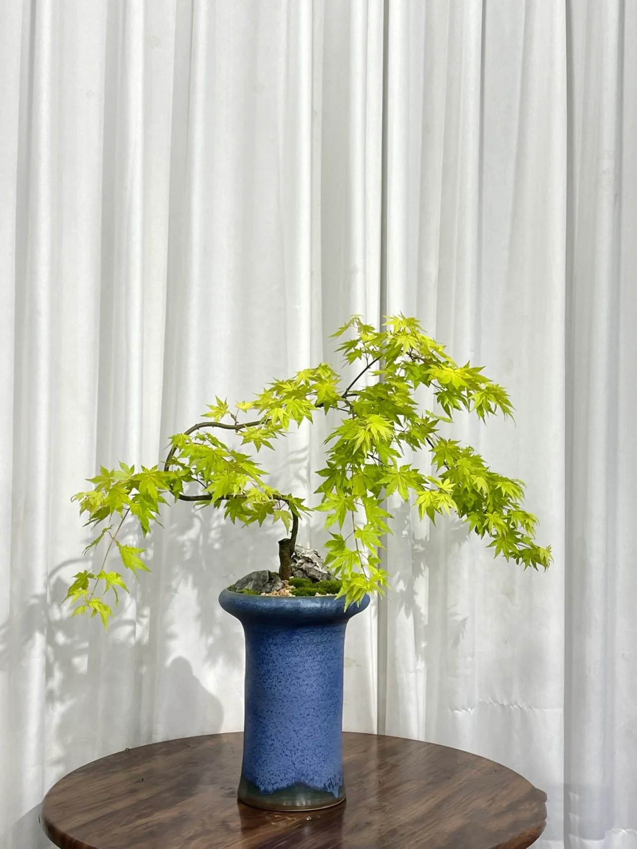 植物推荐｜黄金流泉枫