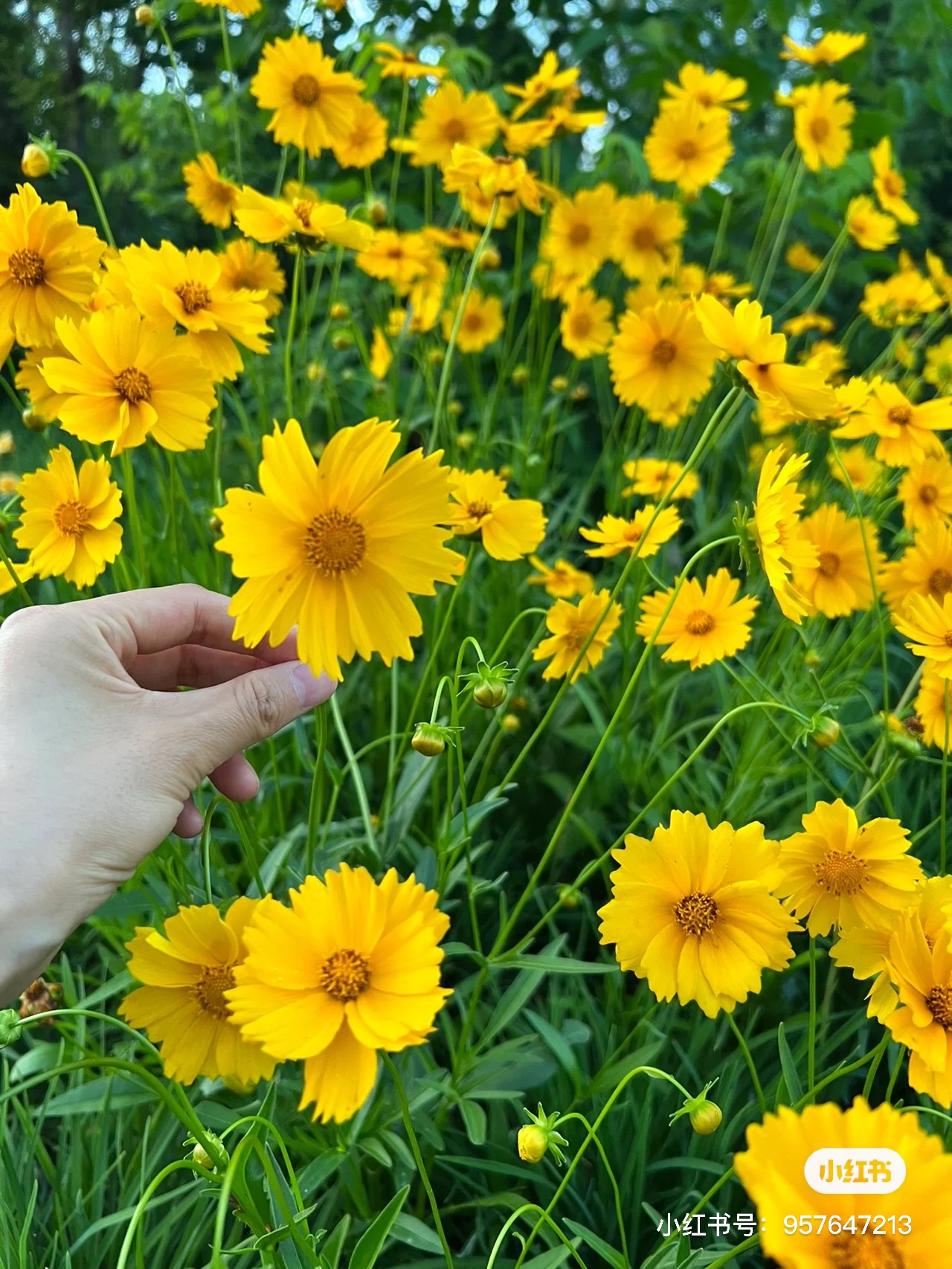 【每日一花】大花金鸡菊