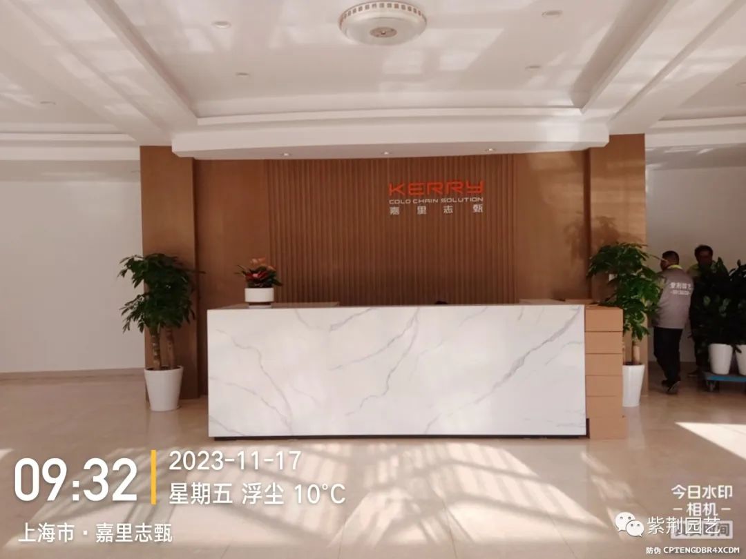 绿植租赁 | 嘉里志甄供应链办公室绿植