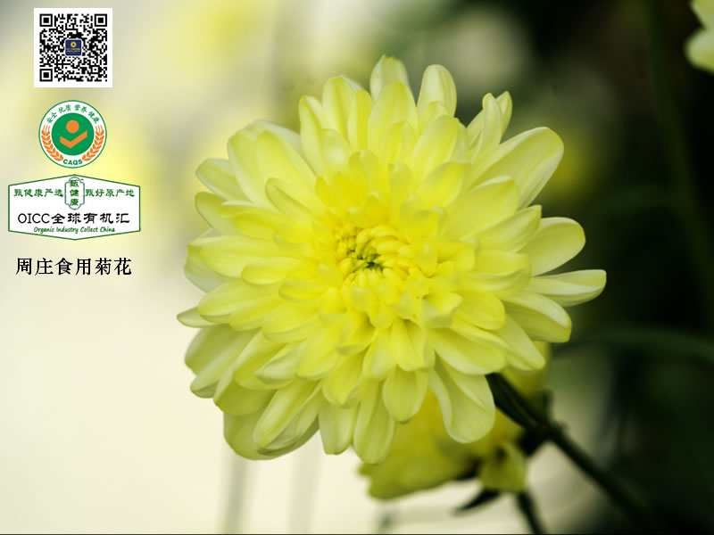 周庄食用菊 50克