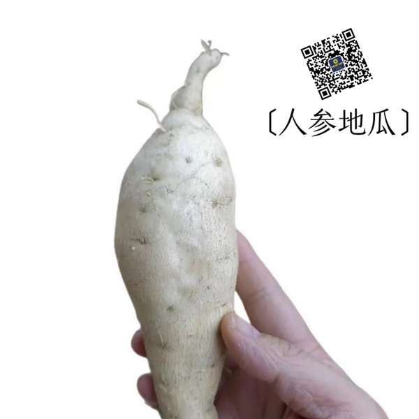人参地瓜 5斤