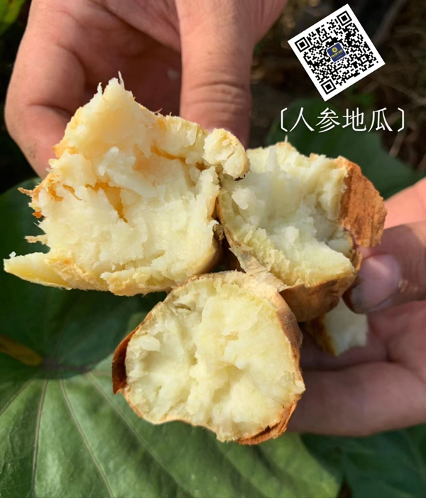 人参地瓜 5斤