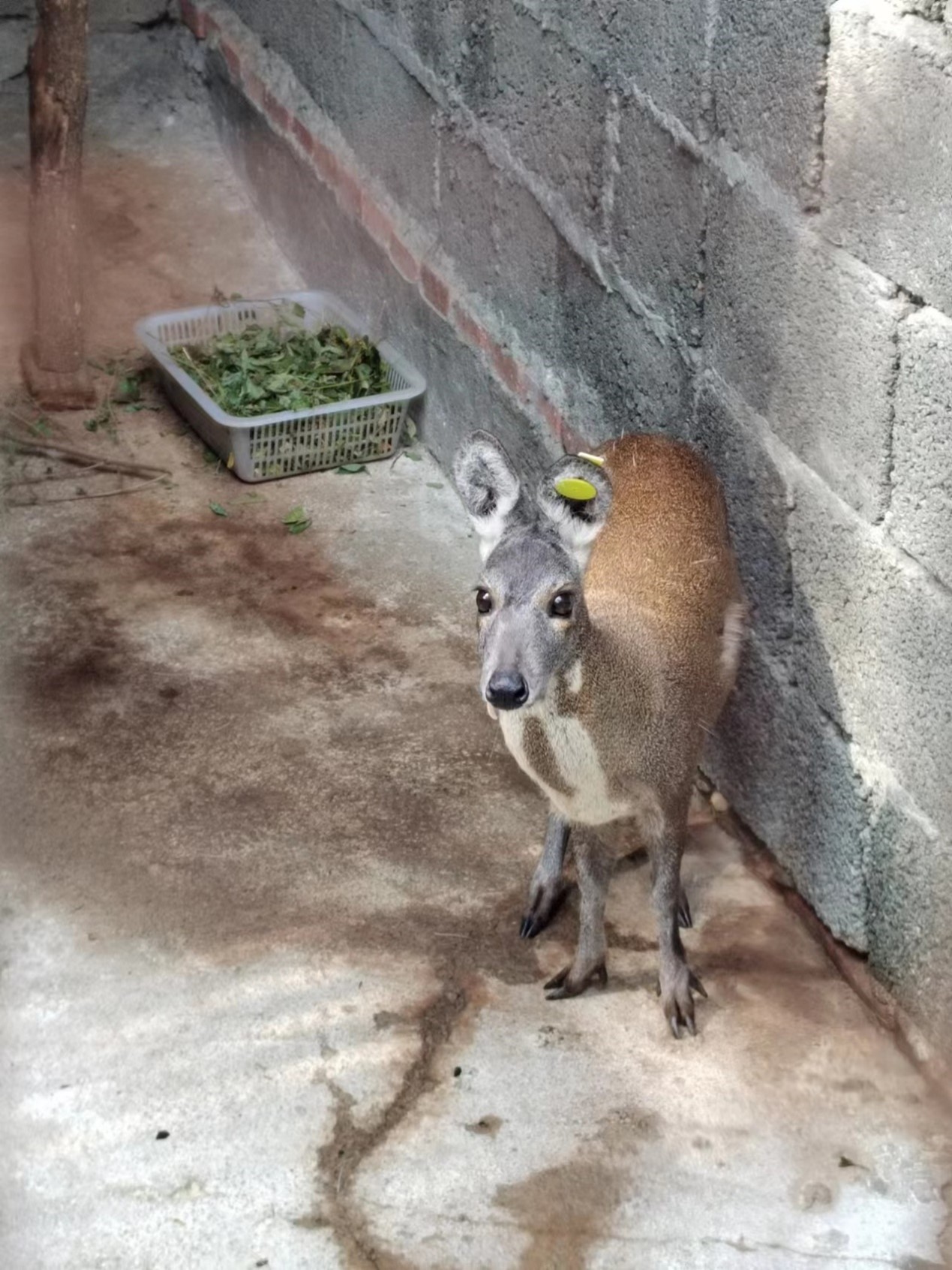 四川省阿坝州黑水县科技扶贫项目木苏林麝养殖农民专业合作社项目的灾后慰问及督察工作