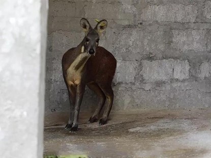 幸福工程精准扶贫——四川省黑水县木苏林麝养殖项目