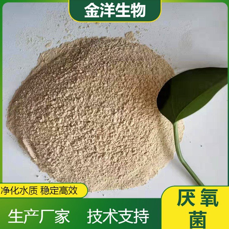厭氧菌微生物菌種 JYHC-2